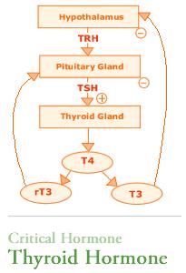 Low Down on Hormone Tests – Part 4!