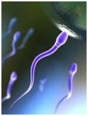 Healthy Sperm