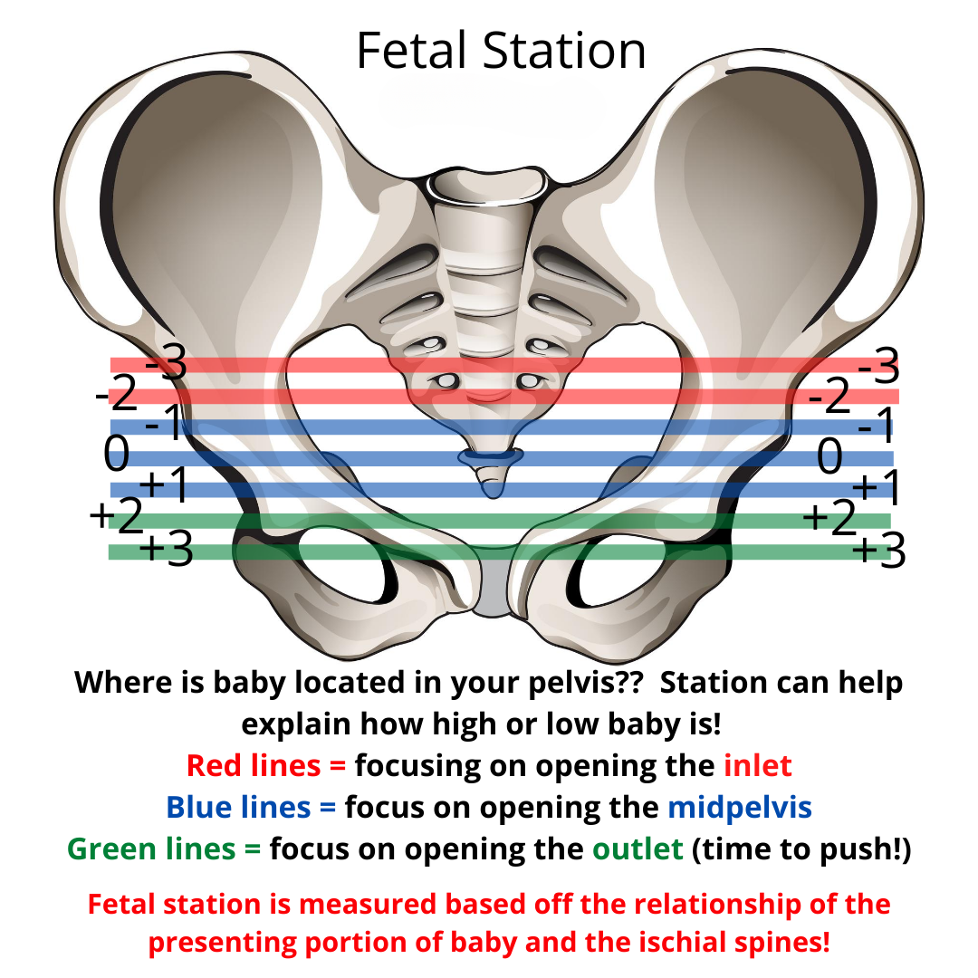 What is Fetal Station? Women's Integrative Health